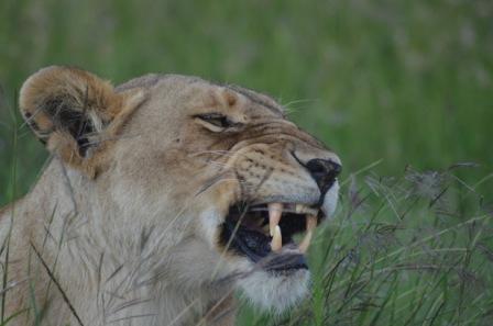 Kenya Wildlife Safari