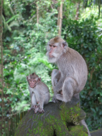 Monkeys, Cacao and Turtles 