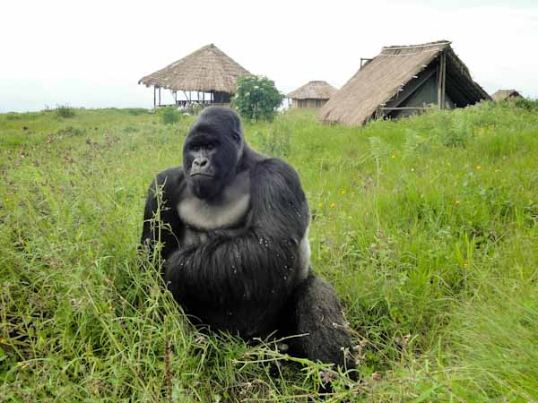 Congo Gorillas and Nyiragongo Volcano Safari